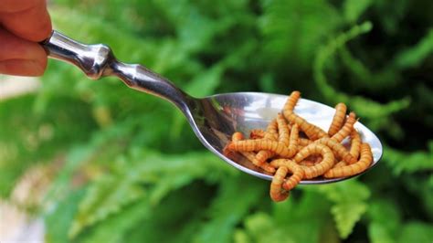 Grubs Up Insects Could Soon Be On The Menu After Efsa Green Light