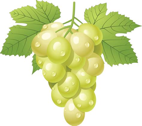 Download Green Grape Png Image Hq Png Image Freepngimg