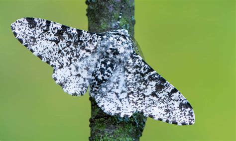 What Is The Peppered Moth Evolution And Why Is It So Important A Z