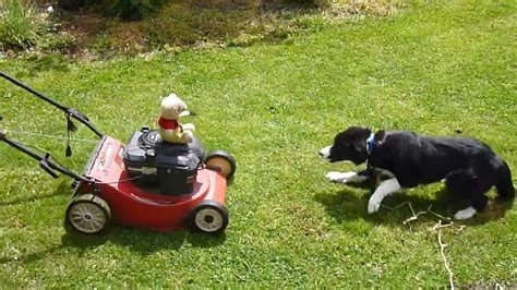 Dog Chases Lawn Mower Youtube