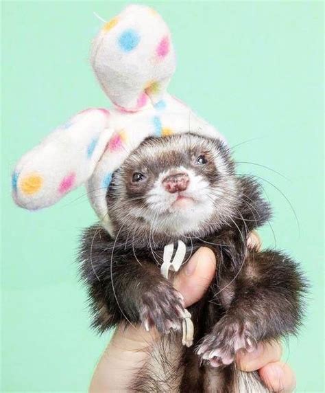 14 Of The Best Ferret Costumes Weve Seen So Far Ferret Voice Baby