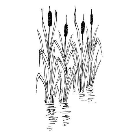 Cattails In Pond 1352g Plant Drawing Pond Drawing Nature Art Drawings