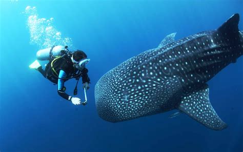 A Rare Beautiful Experience Diving With Whale Sharks In West Papua