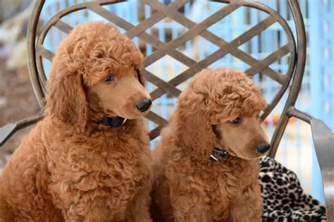 How Many Puppies Do Standard Poodles Have Calculator For Predicting
