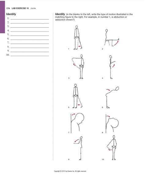 Solved 174 Lab Exercise 16 Joints Identify Identify In The