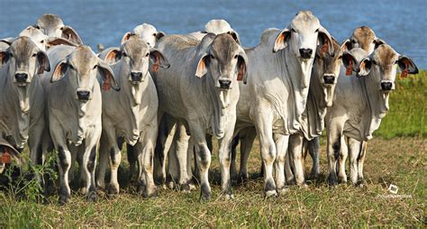 The Benefits Of Brahman Cattle 5 Reasons Why You Should Own This Breed