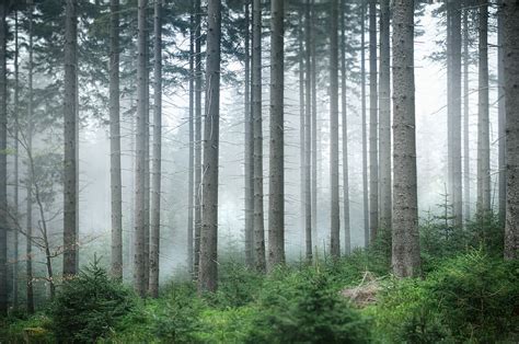 Hd Wallpaper Foggy Forest Forest Surrounded With Mist Tree
