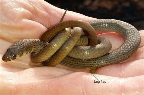 Skink Snake Or Legless Lizard