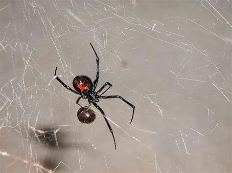 The black widow spider is a spider notorious for its neurotoxic venom. What to Do if You Find a Poisonous Spider - Casner ...