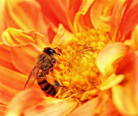 Filehoney Bee Takes Nectar Wikipedia