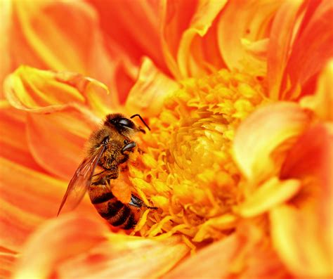 Bees and the pollination they provide are critical to the ecosystem and the agricultural economy. Africanized Honeybees: Facts, Range & Control, "Killer Bees"