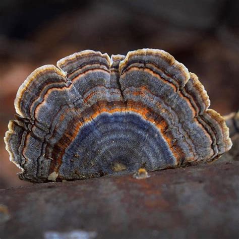 turkey tail mushroom benefits side effects recipes and dosage