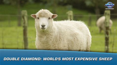 Double Diamond Worlds Most Expensive Sheep Indus News Indus News
