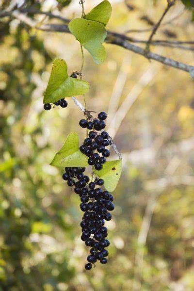 It is a common forage food found along the east coast of the united states. Smilax Information: How To Take Advantage Of Smilax Vines ...