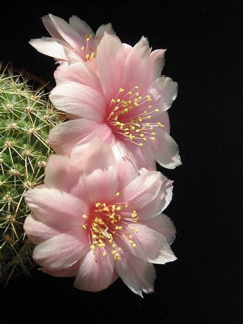Whether planting a solitary plant in its own pot or mixing it with other succulents, always grow your often, a moon cactus will develop small, roundish bumps, the same color as the scion, but brighter. Rebutia | サボテン 花、珍しい花、美しい花