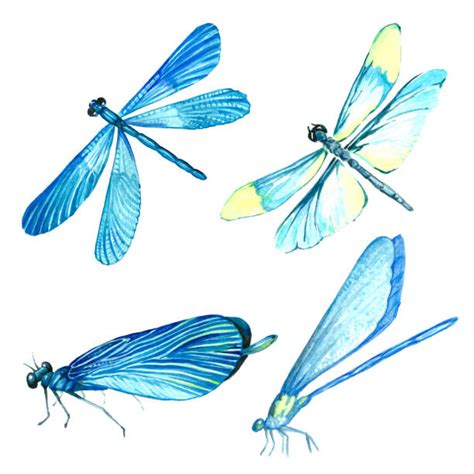 Dragonfly Wings Illustrations Royalty Free Vector Graphics And Clip Art