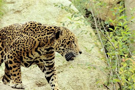8 Most Dangerous Amazon Rainforest Animals The