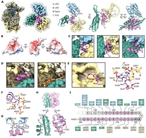 Molecular Basis Of Nsp Ribosome Interaction And Inhibition A