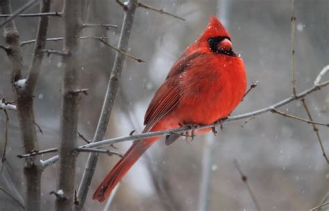 Illinois State Bird Pictures And Fun Facts I Thebirdpedia