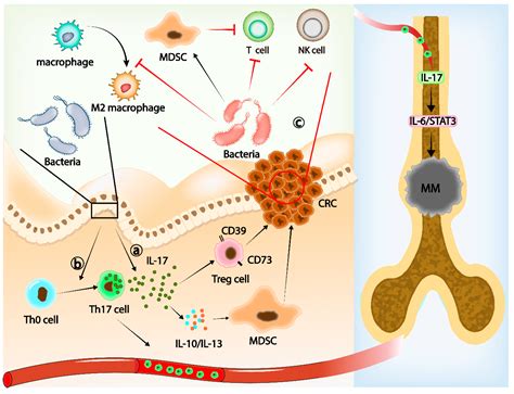 Cancers Free Full Text Gut Microbiota And Tumor Immune Escape A