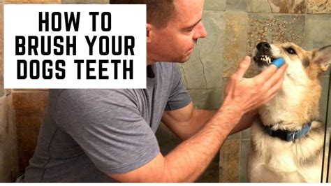 Brushing your cat's teeth is not for the faint of heart, says veterinarian and pet chiropractor laurie coger, dvm, who owns healthydogworkshop.com. How To Brush Dogs Teeth - Clean Your Dog's Teeth At Home ...