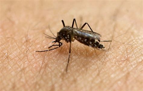 Los Angeles County Woman Becomes First To Contract Zika Virus Locally
