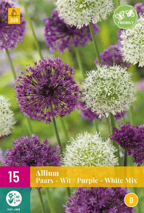 Allium Paars Wit Mix Tuincentrum Van Ee Groot Assortiment Aan Groen