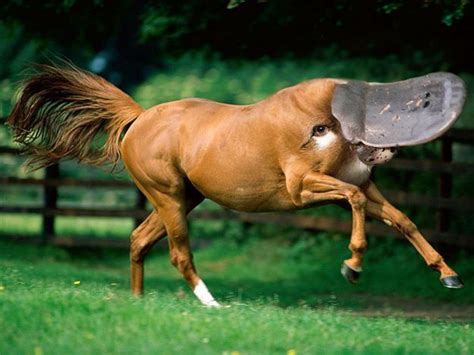 The Platypony Platypushorse Hybrid Horses Chestnut Horse