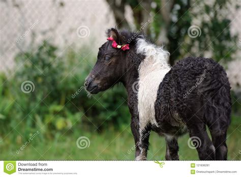 Adorable Shetland Pony Foal Outdoors In Summer Stock Image Image Of