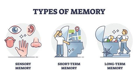 The Multi Store Memory Model Vs The Working Memory Model How Does