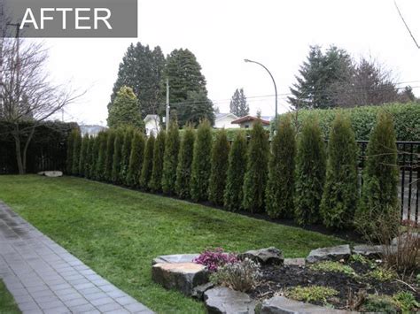 Cedar Hedge Privacy And A Sound Barrier In One Trees And Shrubs