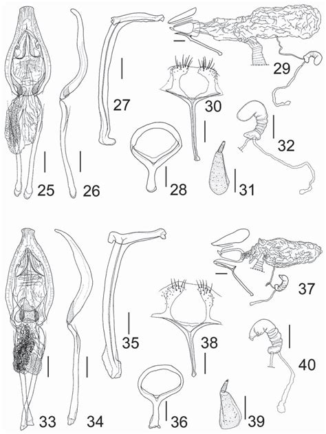 Orchestomerus Species Male Genitalia And Female Terminalia O