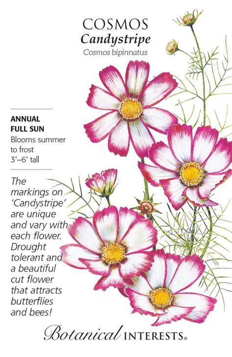 Cosmos Candystripe Seed Pack Uncle Johns Home And Garden