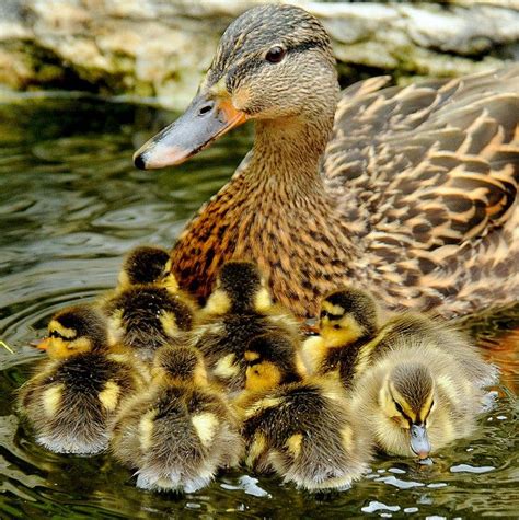 To begin with, it's essential to know that baby ducks are quite possessive. 48 best loving mothers betrayed images on Pinterest | Baby ...