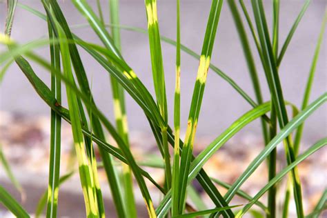 12 Best Ornamental Grasses For Your Landscape