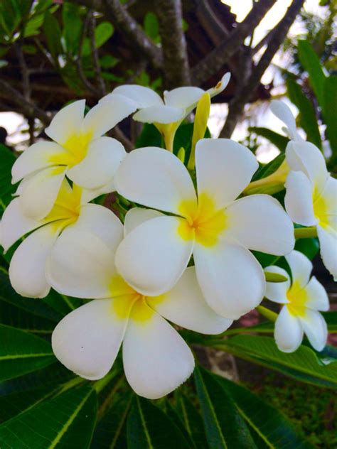 Start by marking روضة ازهار الياسمين. أجمل صور زهرة الياسمين Jasmine Flower Pictures - صور ورد ...