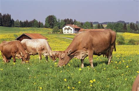 Cows Grazing In A Meadow Photograph By Tony Craddockscience Photo