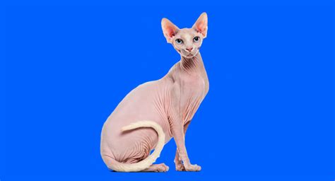 Everything You Need To Know About Sphynx Cats Napo Pet Care