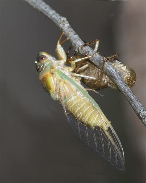 Cicada Emerges From A Pupa On The Night Stalk Around Flore Flickr