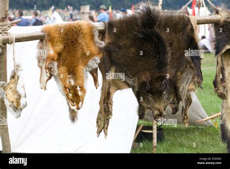 Fur And Leather Animal Hide On Show At A Festival Stock Photo Alamy