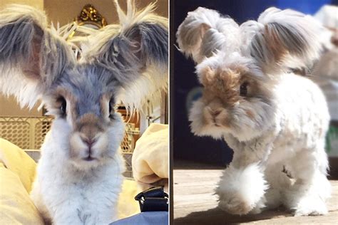 Worlds Cutest Rabbit Is New Instagram Sensation
