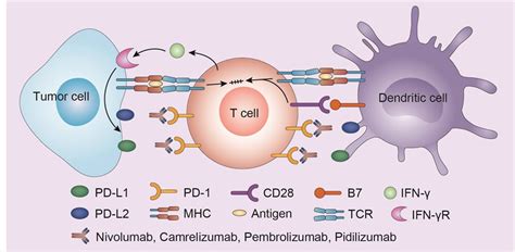 Pidilizumab Visão geral de Criativos Biolabs Cadena Blog