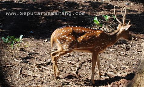 rusa tutul | Seputar Semarang