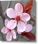 Maybe you would like to learn more about one of these? Blossoms of the Japanese plum tree in Las Vegas Nevada 1 ...