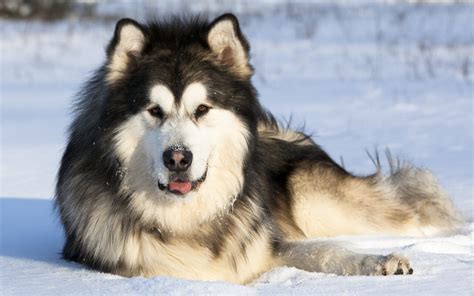 Pet Insurance For Alaskan Malamute