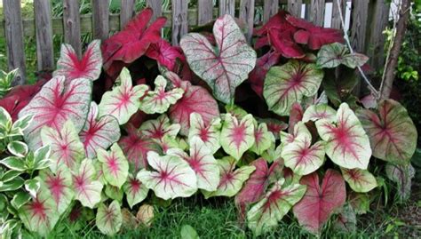 Ornamental Foliage Plants For Tropical Gardens Caladium