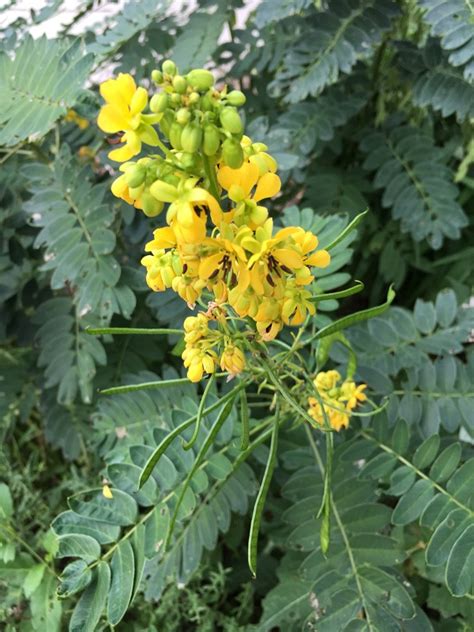 Winged senna ( senna didymobotrya ). Plant Profile: Wild Senna, Senna marilandica - Dyck Arboretum