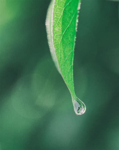 Free Images Water Nature Grass Branch Droplet Drop Dew