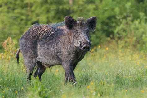 Adult Male Wild Boar Sus Scrofa In High Quality Animal Stock Photos