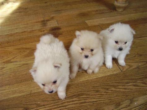 They are so very tiny and petites. Pomeranian AKC tiny teacup Christmas Puppies for Sale in ...